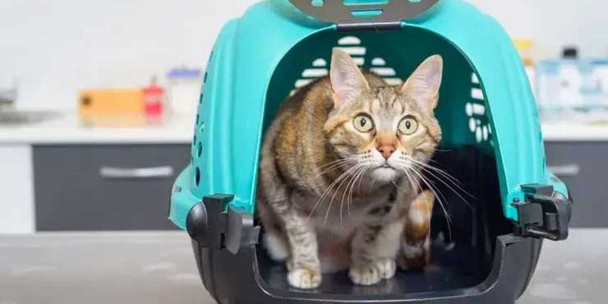 The Ultimate Guide to Choosing the Best Cat Boarding Facility in Sharjah