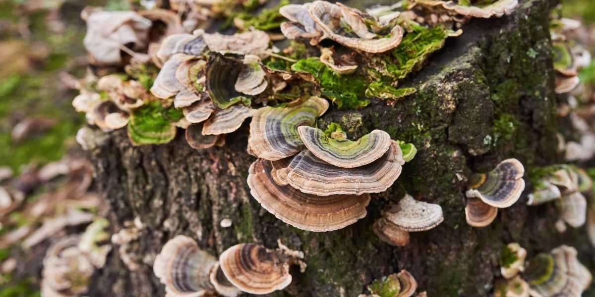 Unlock Nature's Secrets: Discover the Healing Powers of Turkey Tail Mushroom