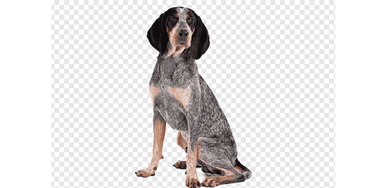 How to Train an American English Coonhound.