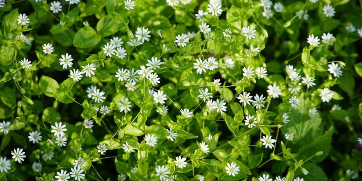 Discover the Healing Power of Chickweed: Nutritional Benefits and Recipes