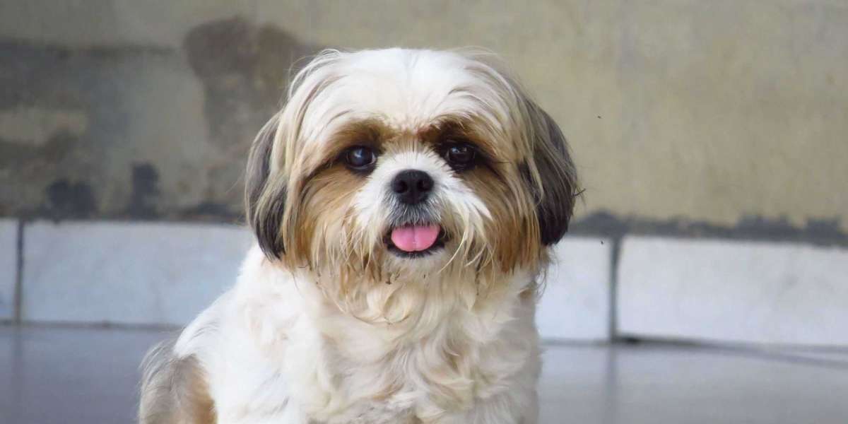 Is a Shih Tzu the Right Dog for You?