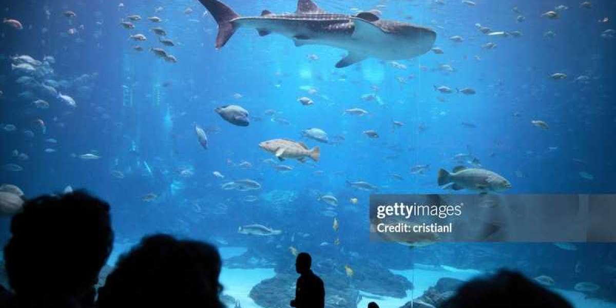 6 Must Visit Aquarium and Marine Life Attractions in Dubai