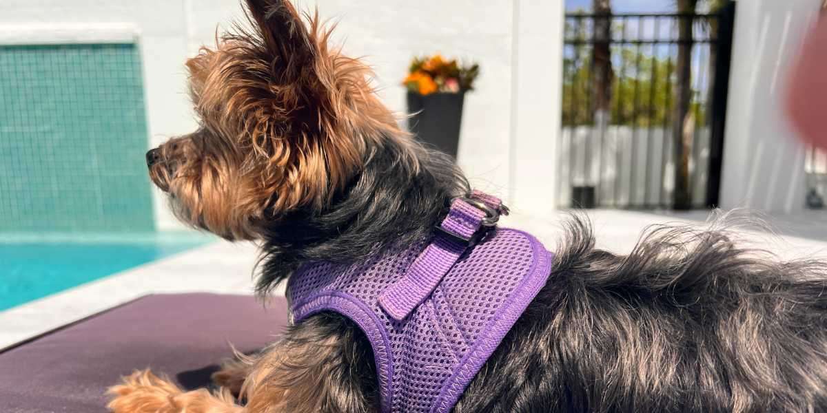 Grand Dog is a Five-Pound Yorkie: The Tiny Dog with a Big Personality