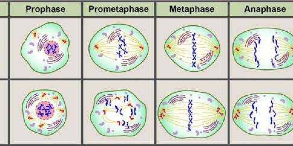 Biotech Introduces Novel Antibody Development Platform for Cancer Therapeutics