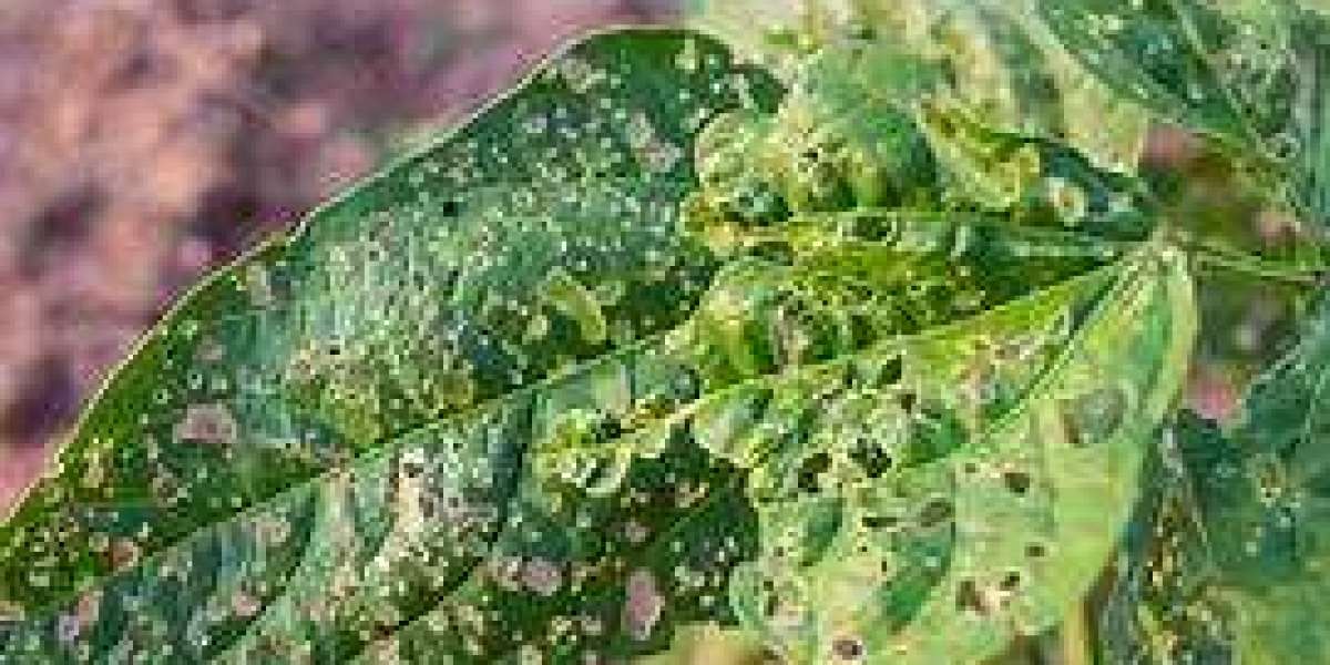 Understanding Houseplant Pest & Disease Control: A Complete Guide