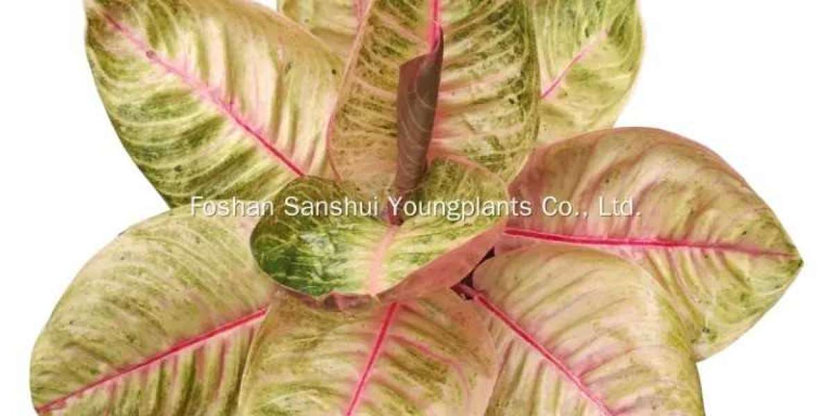 Maximizing Growth Potential: Care Tips for Aglaonema Tissue Culture Plants