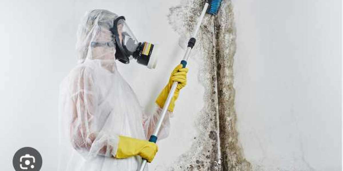 Choose the Right Mold Removal Company in Calgary