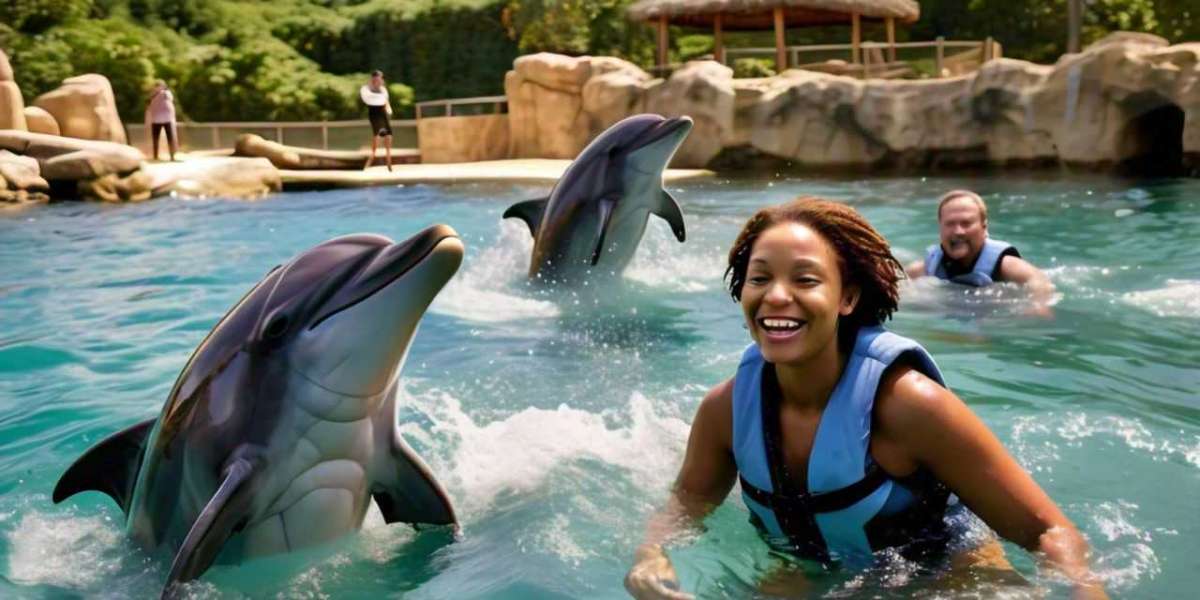 Dolphin Cove Jamaica: Take a Dive into the Interaction-Packed Experience with Dolphins and More