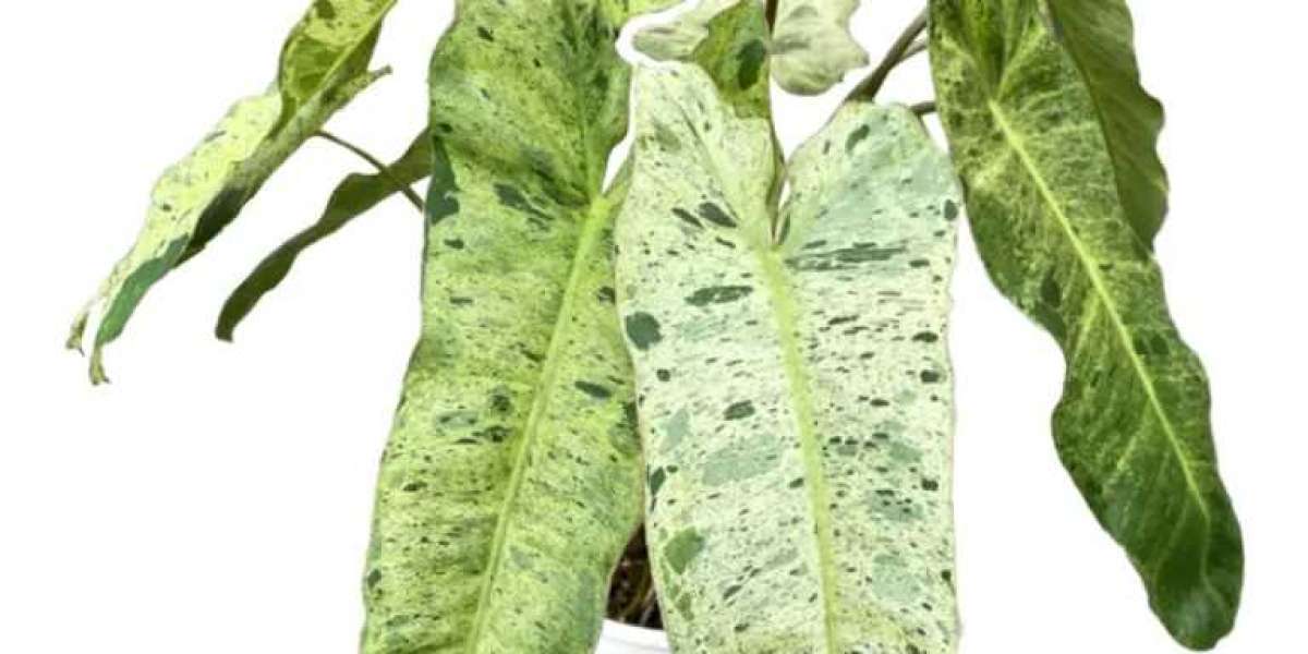 Enhancing Genetic Consistency in Philodendron Through Tissue Culture Techniques