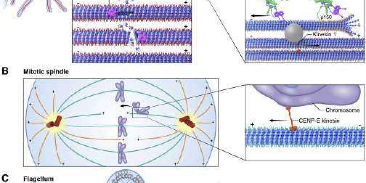 Functional Cytoskeleton: Research and Application