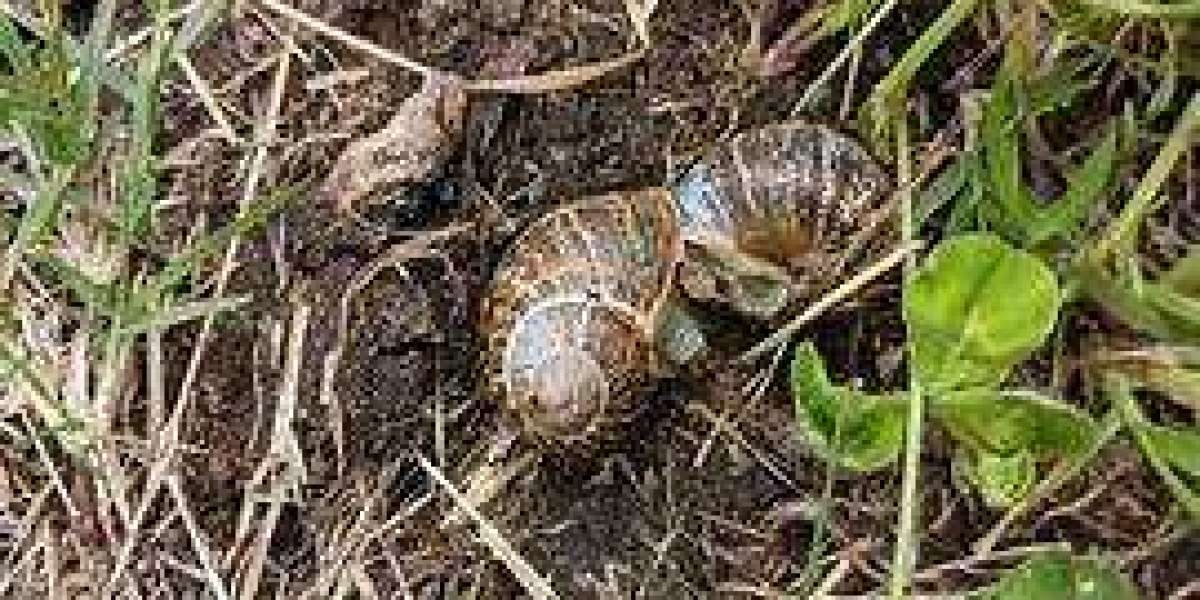 Effective Slug and Snail Control: Protecting Your Garden with Care