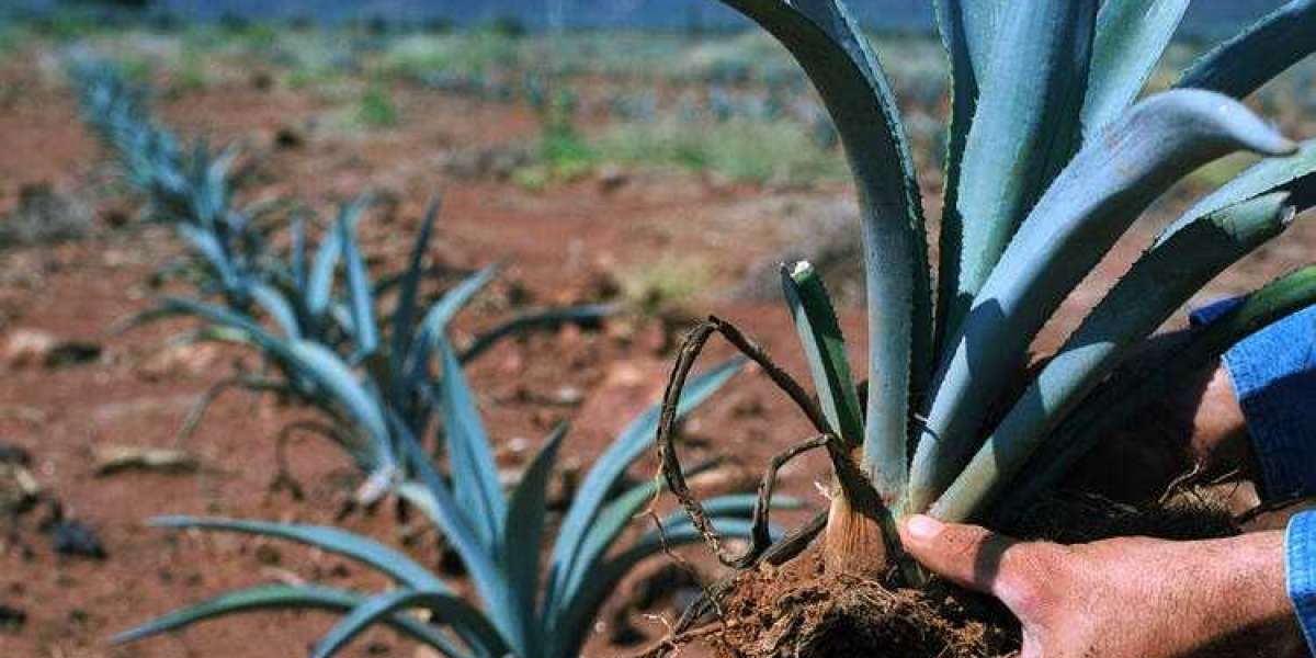 Agave Processing Plant Project Report 2024: infrastructure Necessities, Requirements and Cost