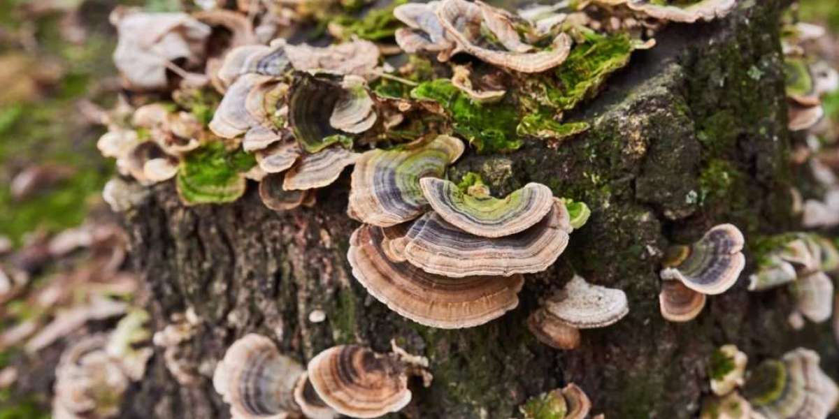 5 ways to Tell if Your Turkey Tail Tincture is Working