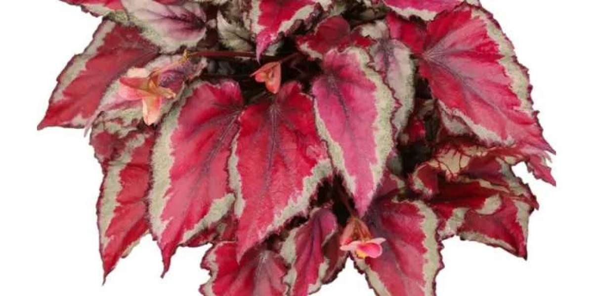 Discover the Unique Begonia Varieties Offered by Young Plants