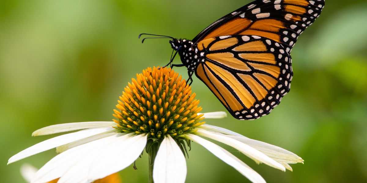 butterfly on flower