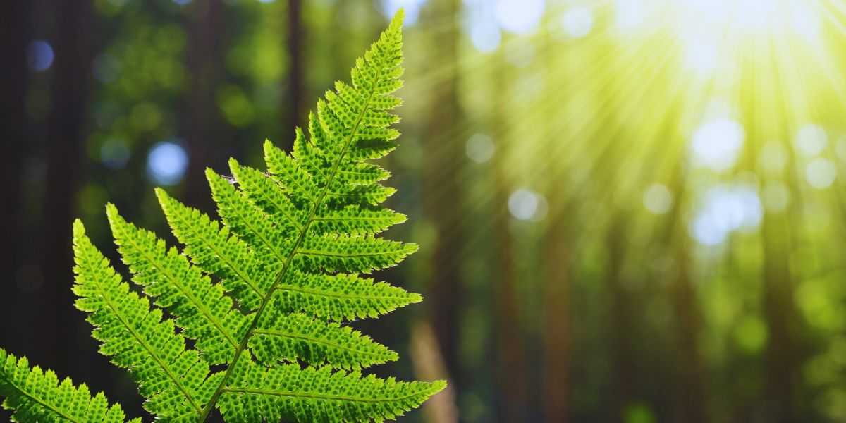 fern in sunlight