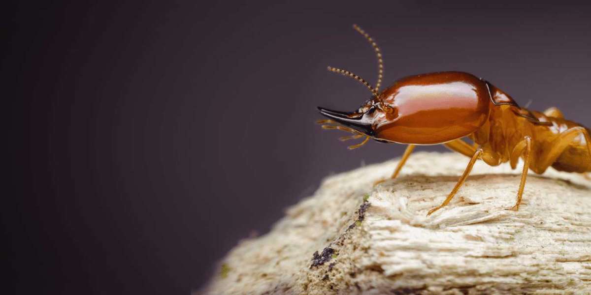 Effective Termite Control Services & Bed Bug Spray Solutions