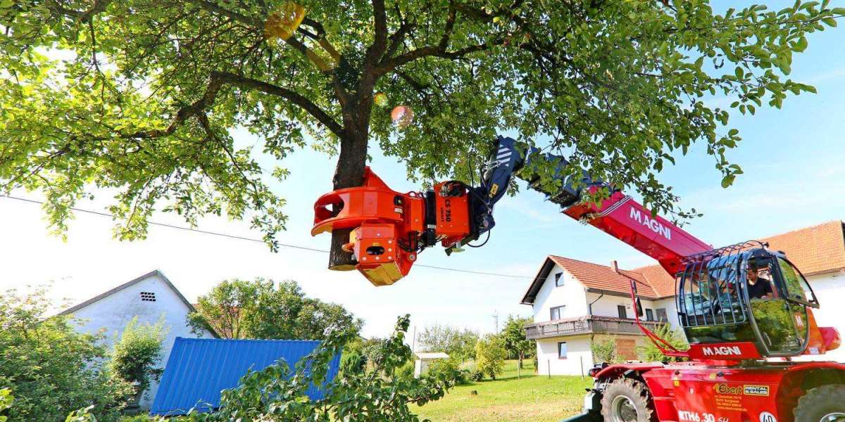 Top-Rated Best Price Tree Service You Can Trust