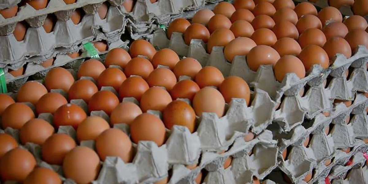 Finding the Best Egg Providers for Your Daily Needs