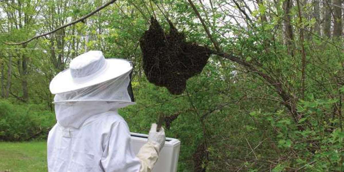 How Bee Control Services in Singapore Can Protect Your Property