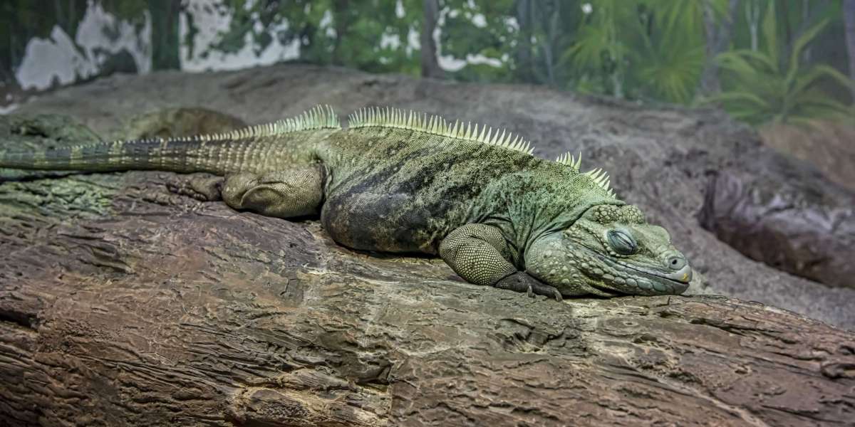 how long can iguanas live 