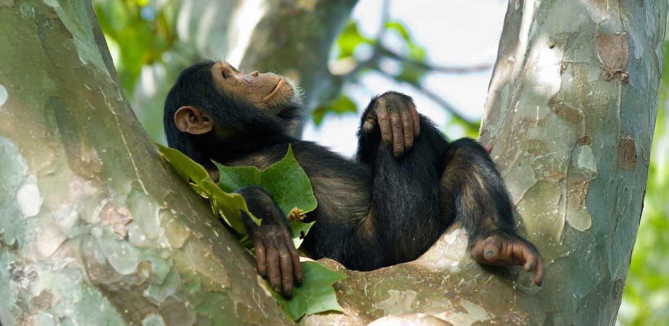 Rwanda: Gorillas, Chimps & National Parks Adventure