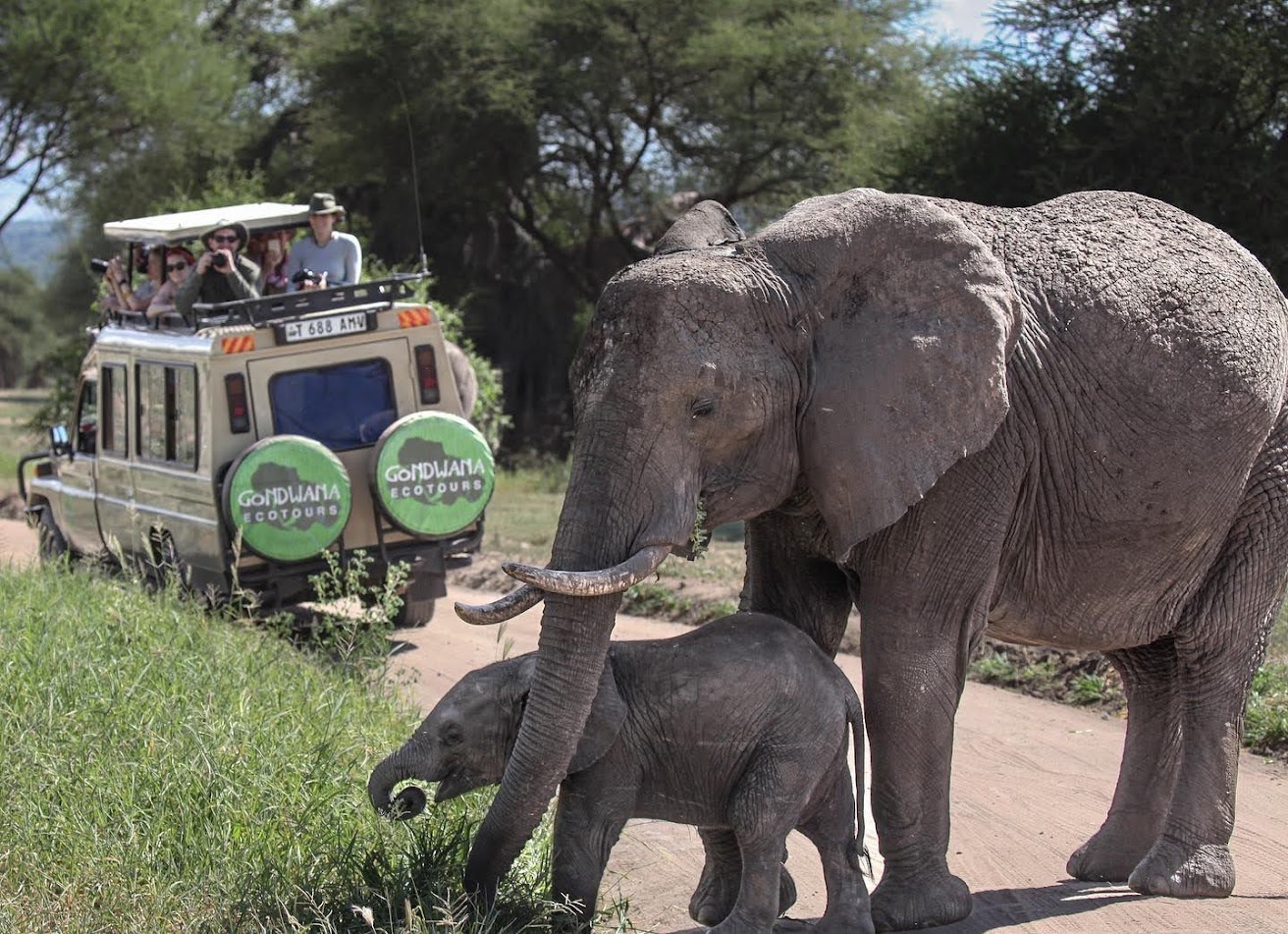 Tanzania Great Migration Tours | Serengeti Migration Safaris